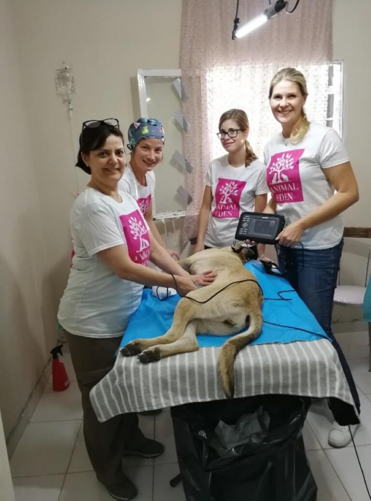 surgery team doing ultrasound to a female dog