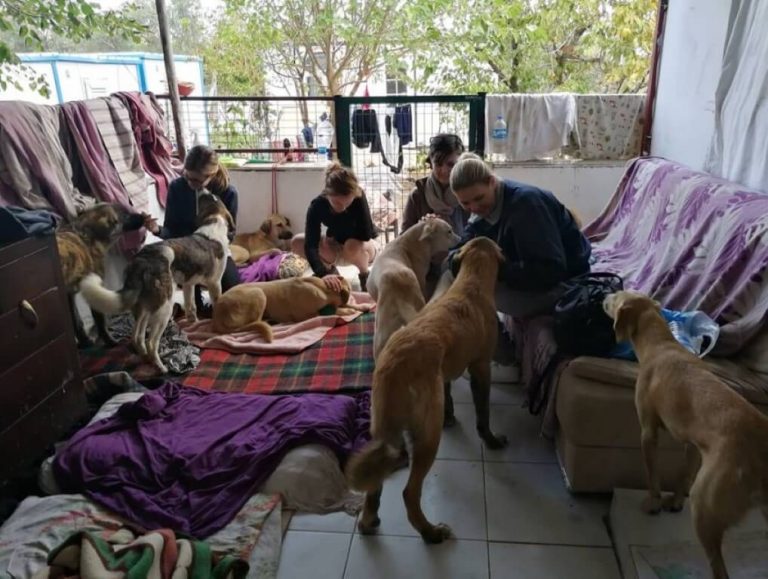 OP Team betreut Hunde nach der Narkose