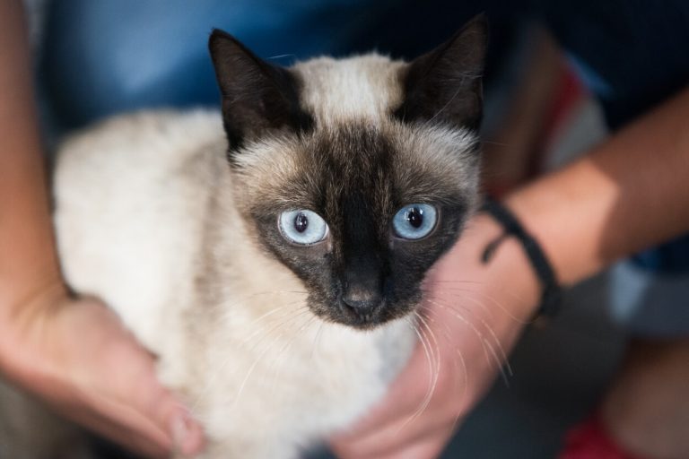 Katze mit blauen Augen