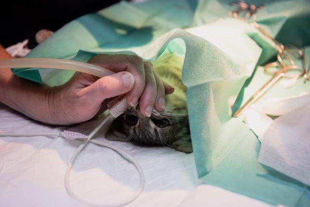 Operation-Narkose bei einer Katze