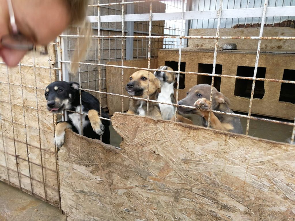 dog feeding shelter romania