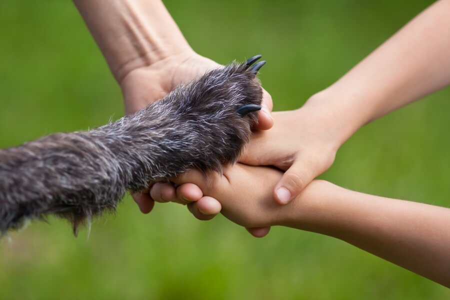 Futterpatenschaften-Hände Menschen und Hund
