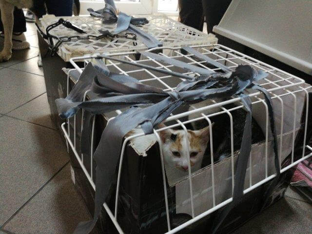 Improvised cat transport boxes in romania