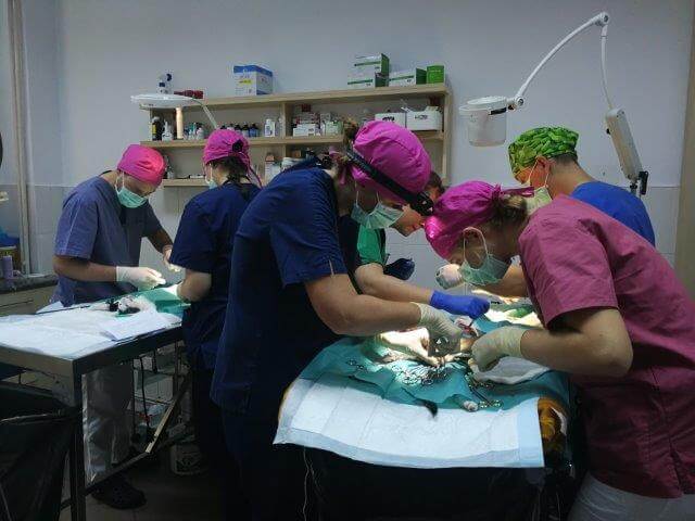 surgery team castration